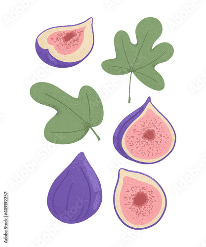 Set of Ripe figs. Sweet figs, whole and half sliced fruit with leaves vector hand drawn illustration on white background.