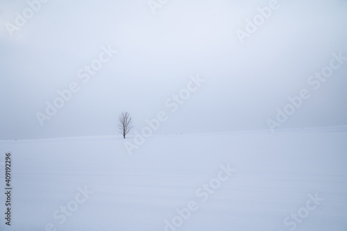 冬美瑛の寒空の下の一本木
