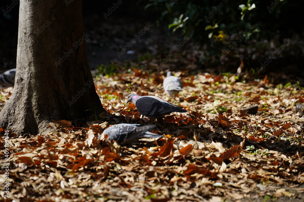 Fototapeta premium 鳩