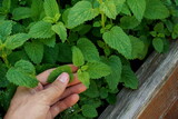 Hand picking fresh green lemon balm from a herbal garden