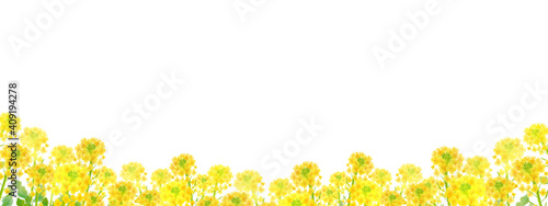 菜の花a