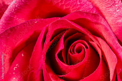 close up of red rose