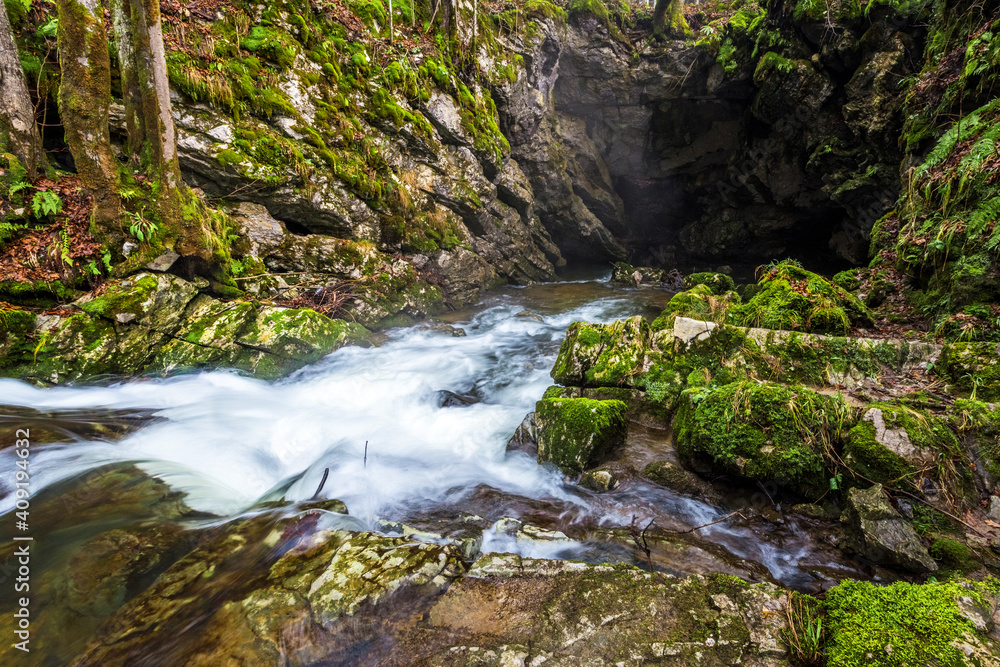 Forest Stream in the middle of the forest