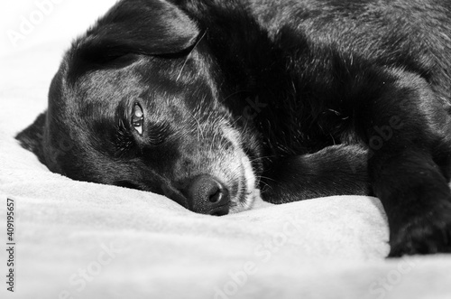 Portrait of a senior dog lying on his side and resting