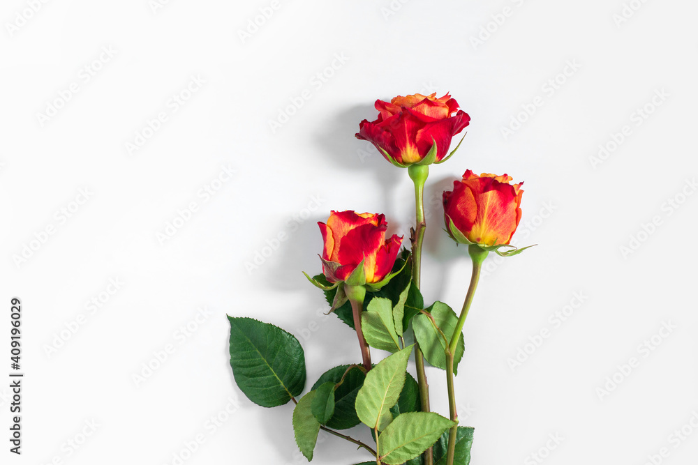 Three red roses isolated on white background. Flat lay, top view, free copy space. Three red roses isolated on white background. Flat lay, top view, free copy space.