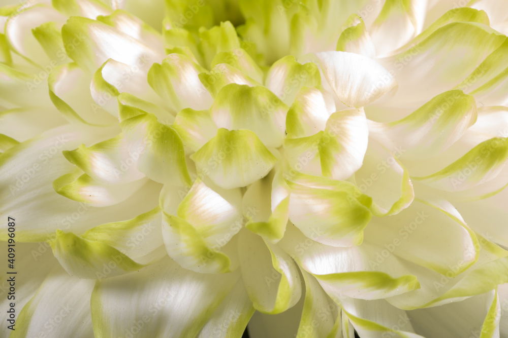 Obraz premium Soft closeup of white Chrysant flower petals with warm tint
