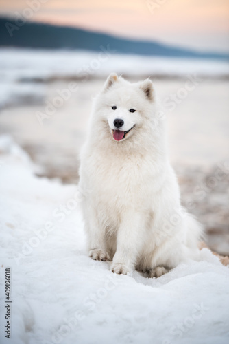 Fototapeta Naklejka Na Ścianę i Meble -  Samoyed white dog is on snow Saulkrasti beach in Latvia