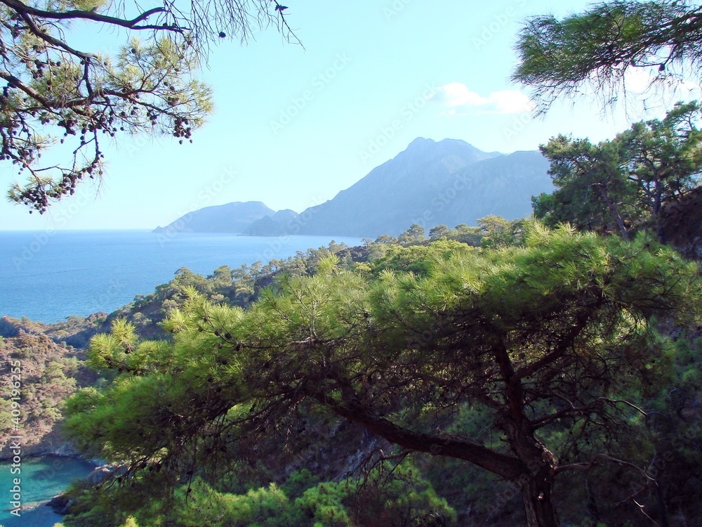 The natural beauty of the trees of unusual shape in the mountain forest against the background of amazing shades of azure surface of the Turkish coast.