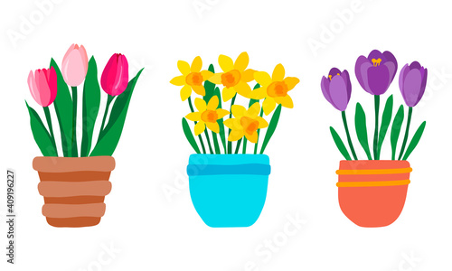 Set of spring garden flowers in pot. Pink Tulips, purple crocuses and yellow daffodils. Cute hand drawn colorful potted plants isolated on white background. Vector illustration in flat style