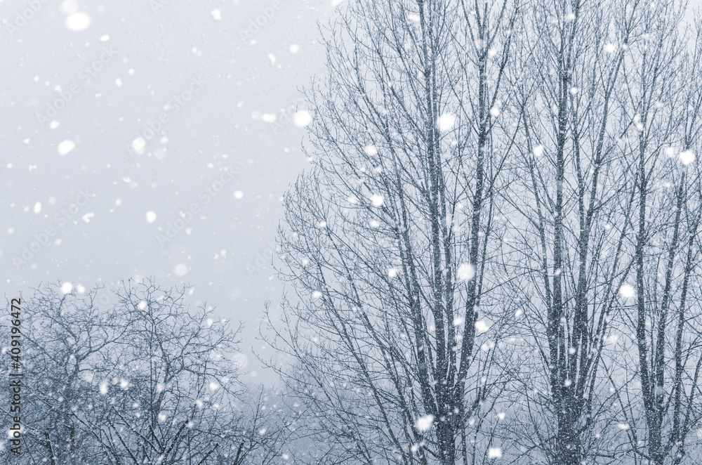 Barren trees in the misty weather with fogg and snow flakes falling Barren trees in the misty weather with fogg and snow flakes falling
