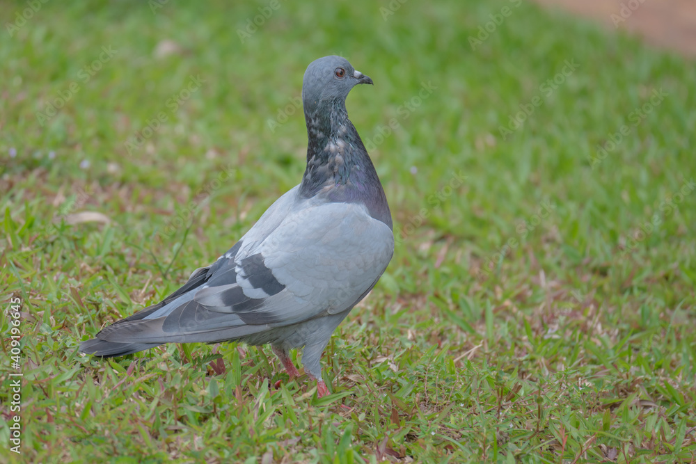 Pigeon searching for food in the grass Pigeon searching for food in the grass
