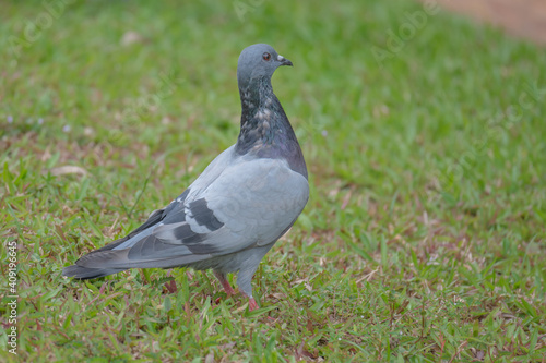 Pigeon searching for food in the grass