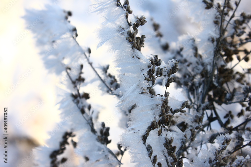 Fluffy Rime on the branches