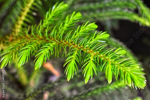 Pine Leave