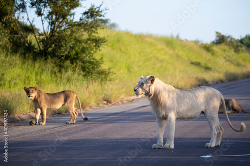 a rare white lion in the wild - Kruger National Park © Jurgens