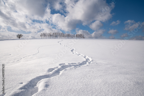 冬美瑛白樺並木まで続く足跡 © 大西 親文