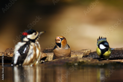 The hawfinch (Coccothraustes coccothraustes) sitting by the water. Around it is a woodpecker and a great tit. A typical image of a drinking fountain in Europe.