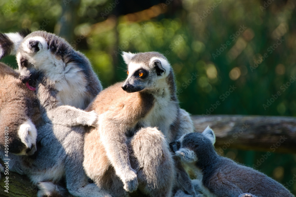 Fototapeta premium Social group of sweet ring-tailed Madagascar lemurs at the morning care of the community