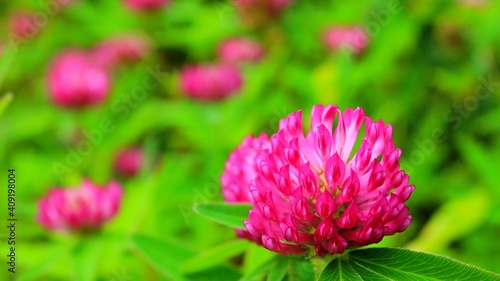 close up of pink flower