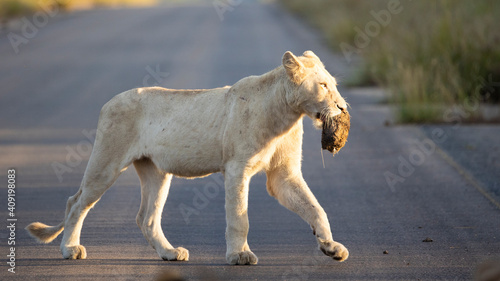 Rare white lioness playing with elephant dung.