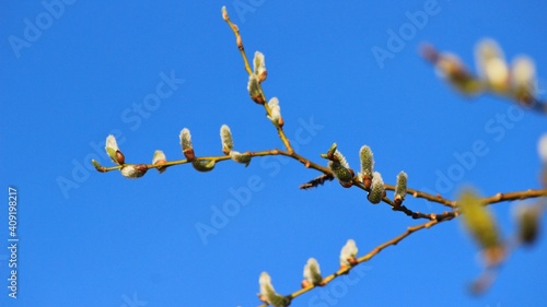 branches against blue sky