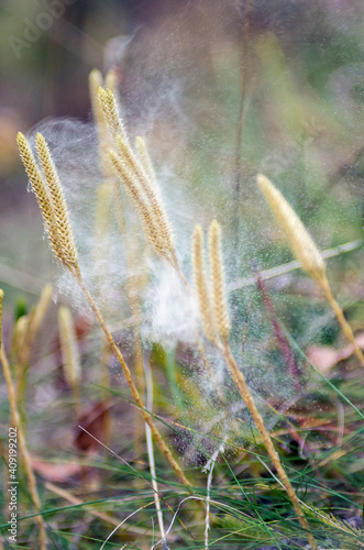 Common club moss (Lycopodium clavatum) disseminates spores by the wind. photo