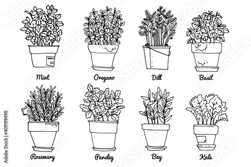 Line sketch of flowers in pots, home decor. Drawing vector black. Italian herbs and spices in pots. Rosemary, mint, basil, oregano.