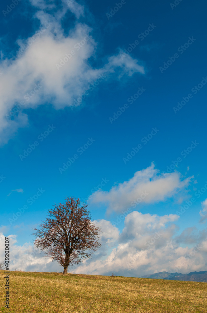  lonely tree on a hill