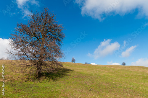  lonely tree on a hill