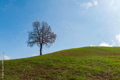  lonely tree on a hill