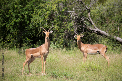 Fototapeta Naklejka Na Ścianę i Meble -  very alert impala males