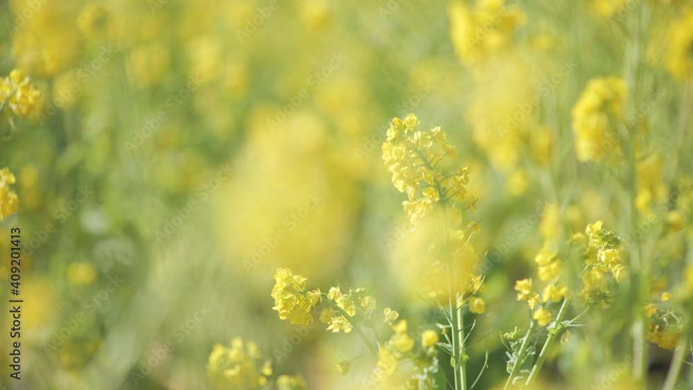 早春の吾妻山公園の菜の花 早春の吾妻山公園の菜の花