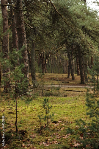 Autumn in the forest 2