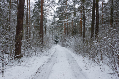 Las w zimowej scenerii, przykryty grubą warstwą śniegu. 