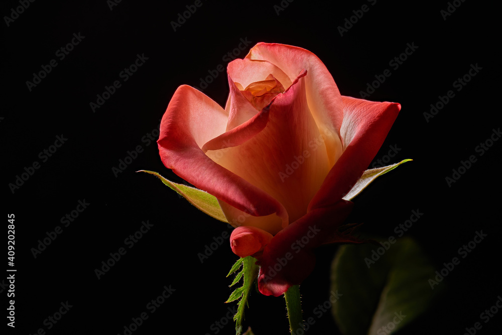 The flower of the garden rose in the backlight on the black background. Full depth of field. The flower of the garden rose in the backlight on the black background. Full depth of field.