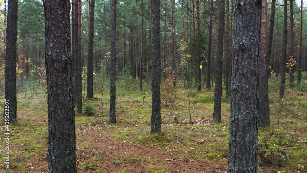Drone shot flying on autumn pine tree forest. Slow flight in forest on fall season.
Drone shot flying on autumn pine tree forest. Slow flight in forest on fall season.
