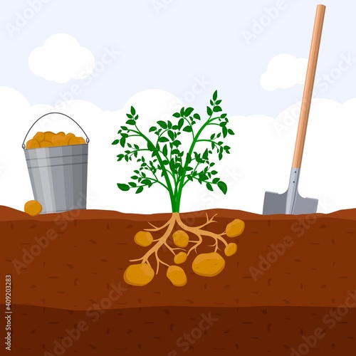 Harvesting potatoes, bucket and shovel. Dig potato concept. Fresh organic vegetable garden plant growing underground, Vector illustration