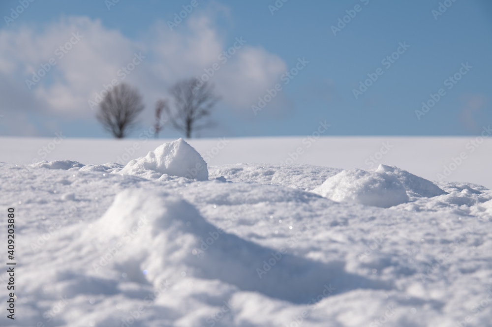 冬美瑛雪越しの親子の木 冬美瑛雪越しの親子の木