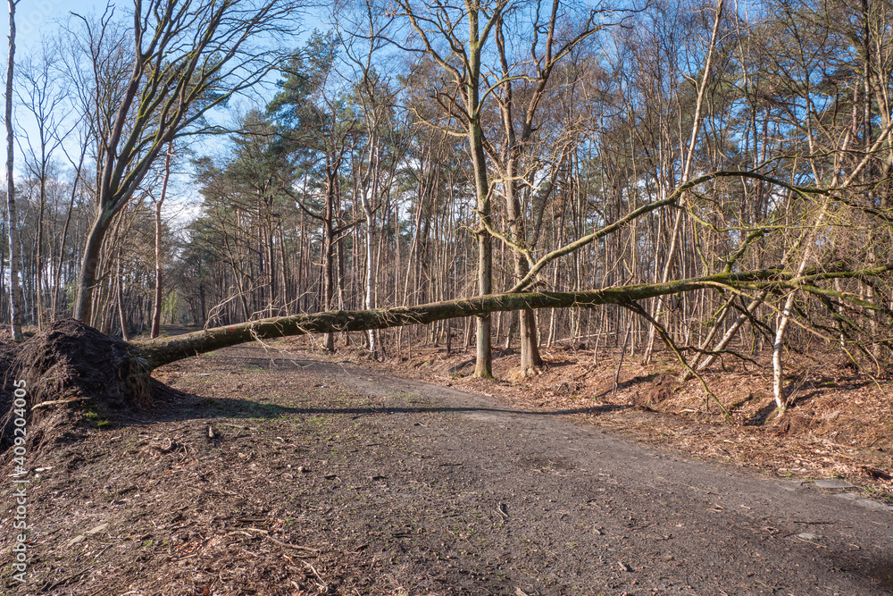 Fallen tree on a dirt road in a forest Fallen tree on a dirt road in a forest