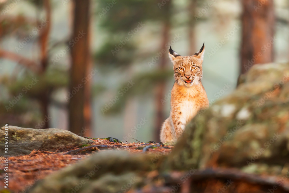 Fototapeta premium young Eurasian lynx (Lynx lynx) funny kitten