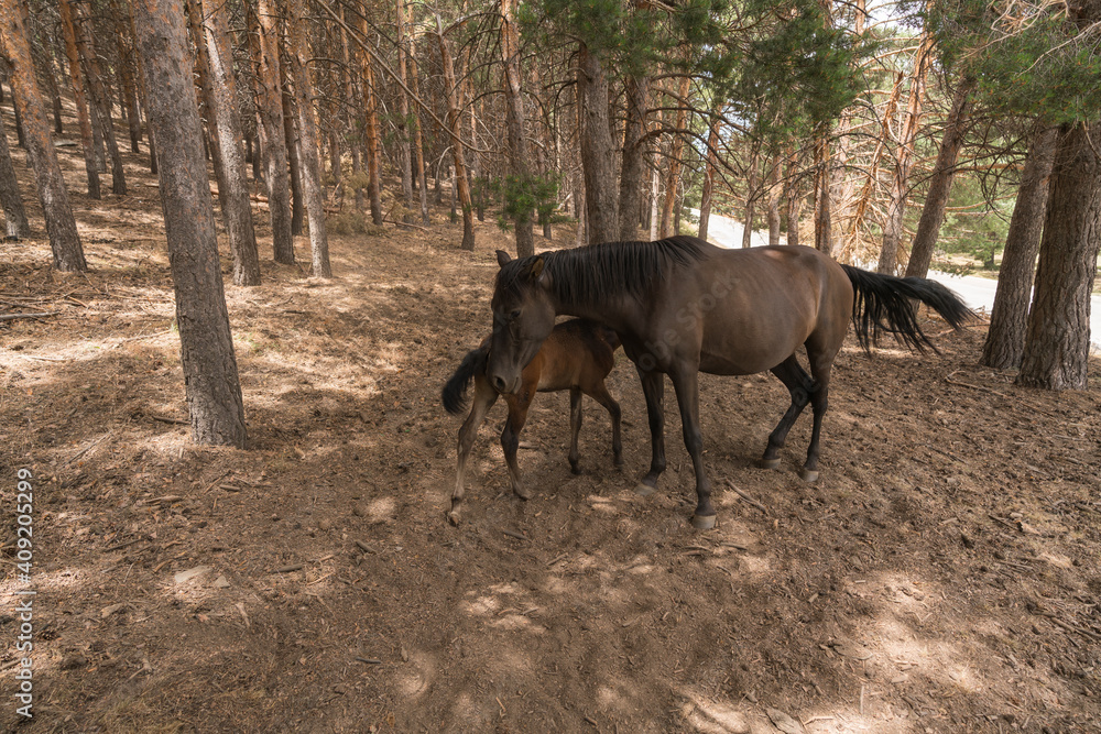 Fototapeta premium a mare and her calf in a Sierra Nevada forest