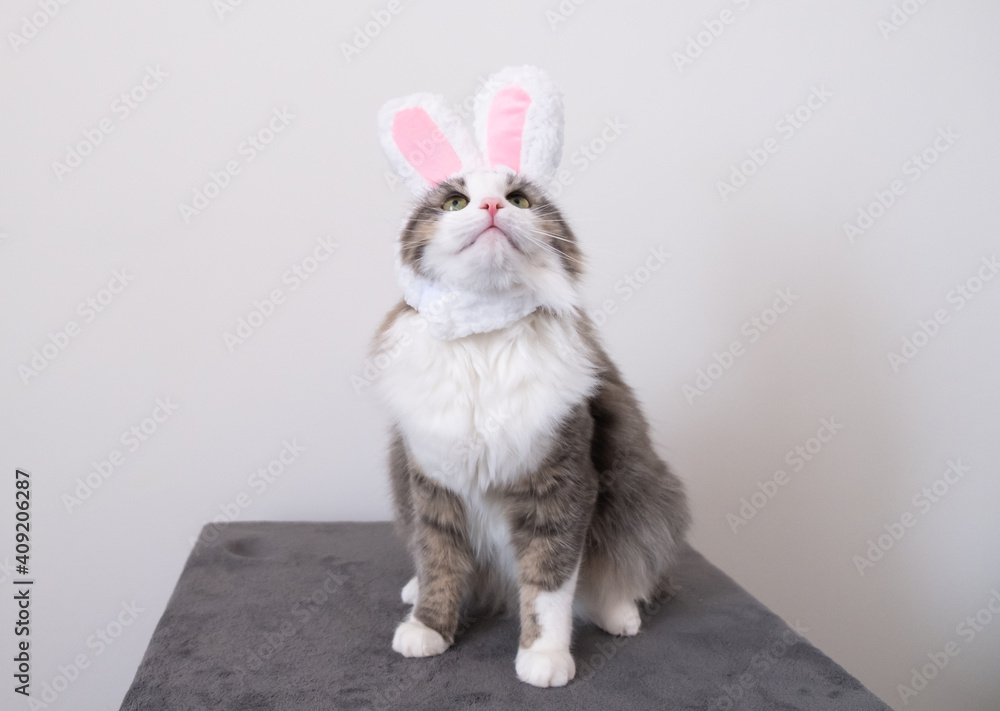 Obraz Cute funny gray cat in bunny ears sits on a white background. Cat in suit for easter