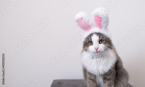 Cute funny gray cat in bunny ears sits on a white background. Cat in suit for easter