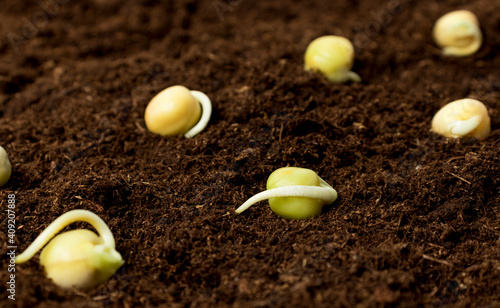 Sprouted seeds on dark earth close-up. The concept of domestic farming, agriculture, growing ecological vegetables