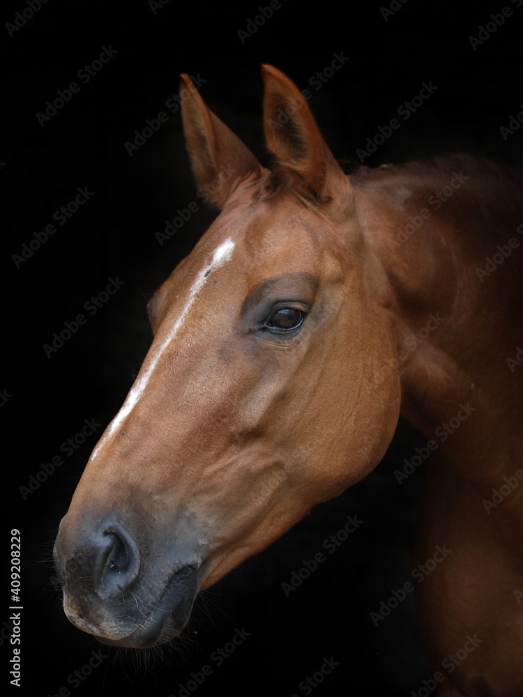 Obraz premium Chestnut Horse Headshot