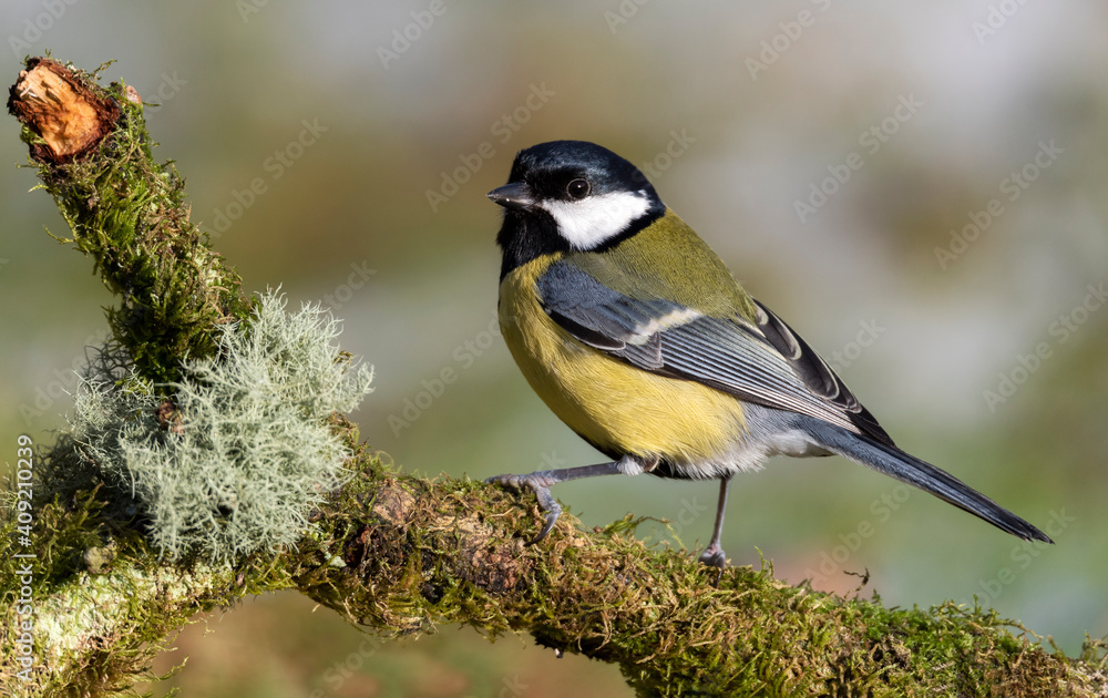 Fototapeta premium Great Tit on a moss covered branch