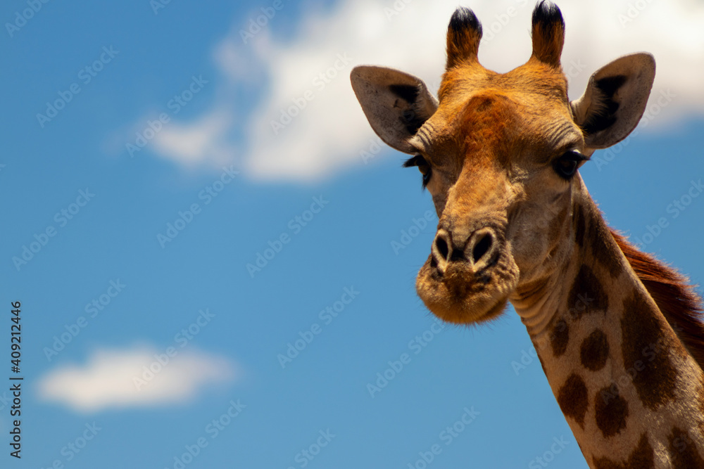 Naklejka premium Wild african life. A large common South African giraffe on the summer blue sky.