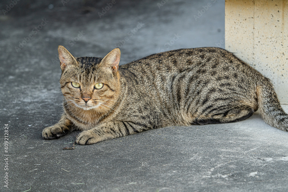 ねこ ねこ
