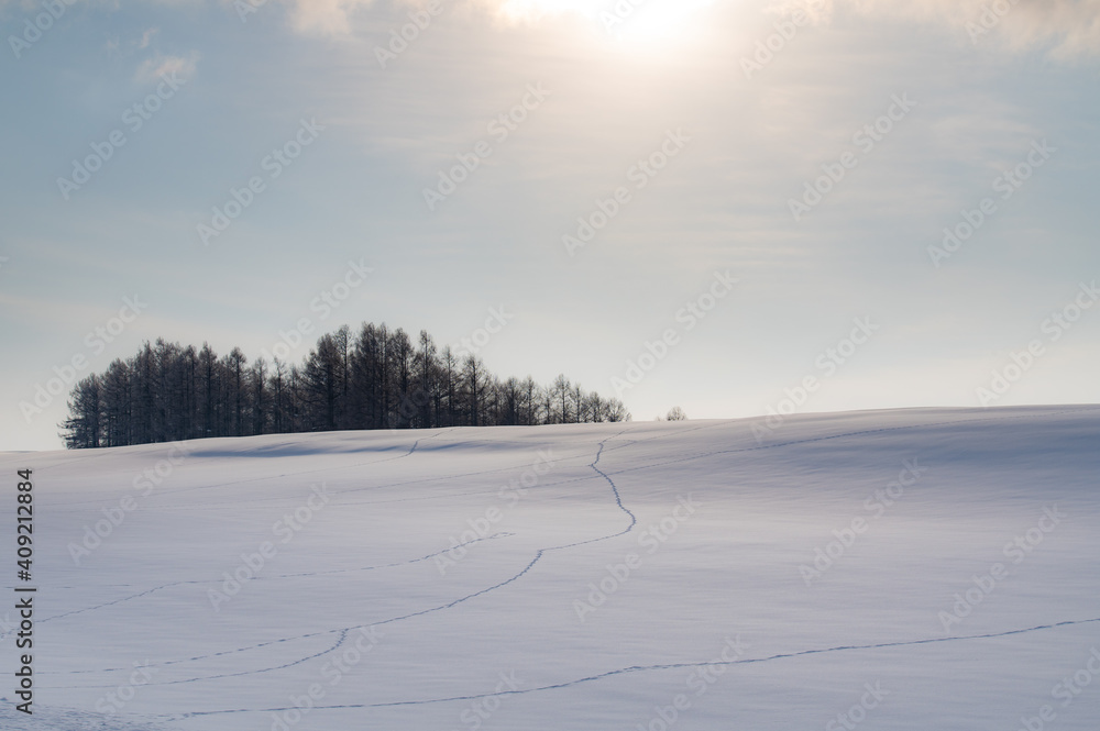 冬美瑛足跡のある雪の丘