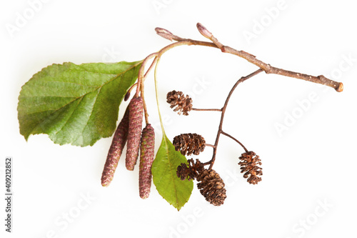 Konstfotografi A branch of alder leaves, catkins and cones and  green cones
